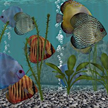 Discus Fish Aquarium Fish Tank logo