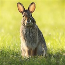 Holistic Audio Recorder and editor logo